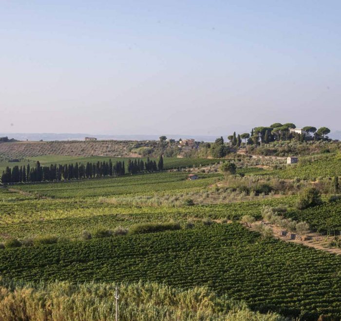 ampio panorama verde sulla tenuta